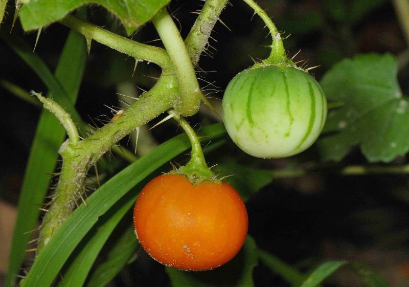 Melancia-da-praia (Solanum capsicoides)